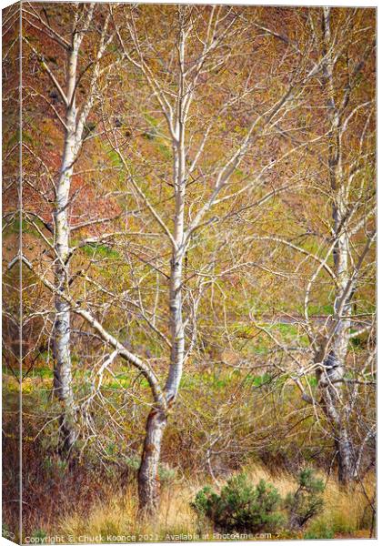Three Birch Trees Canvas Print by Chuck Koonce