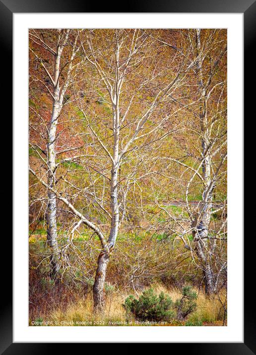 Three Birch Trees Framed Mounted Print by Chuck Koonce