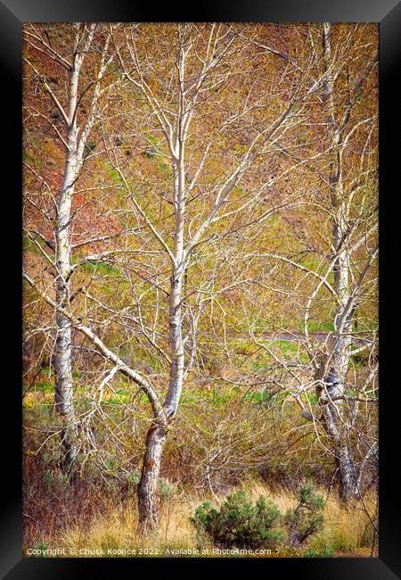 Three Birch Trees Framed Print by Chuck Koonce