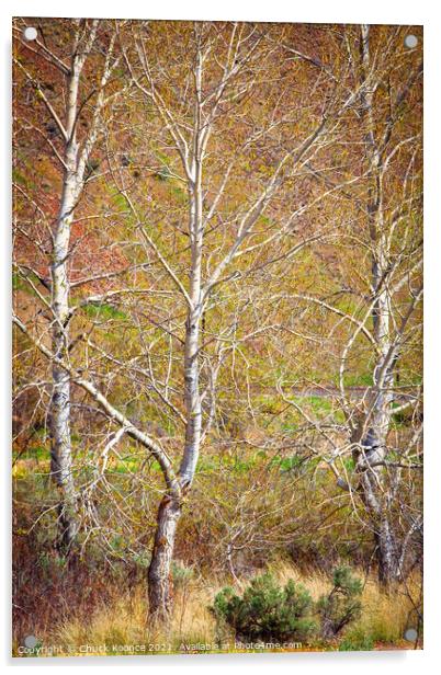 Three Birch Trees Acrylic by Chuck Koonce
