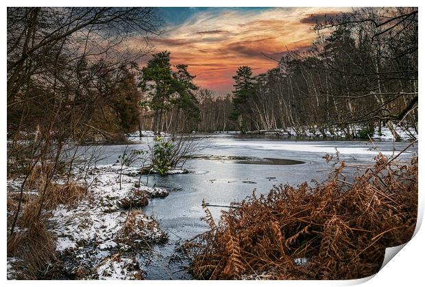 Winters Morning at Heath Pond, Simons Wood in Berk Print by Dave Williams
