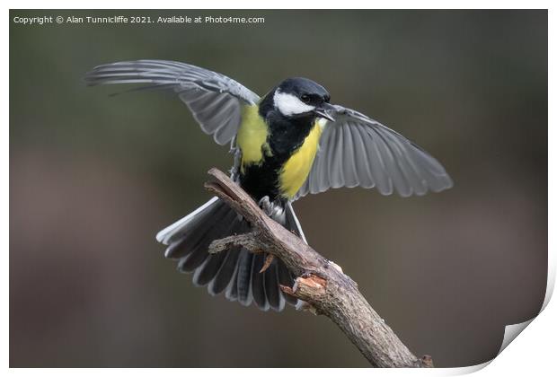 Great tit  Print by Alan Tunnicliffe