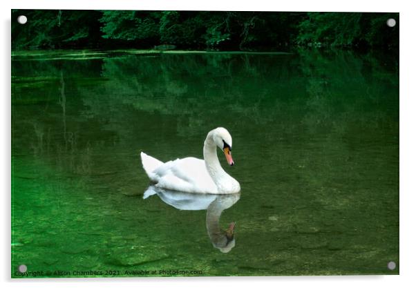 Elegant Swan Youlgreave Acrylic by Alison Chambers