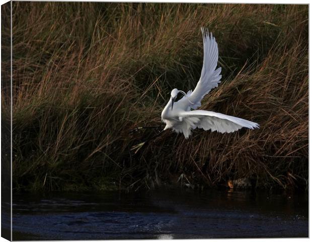 Little Egret in dramatic flight Canvas Print by Trevor Coates