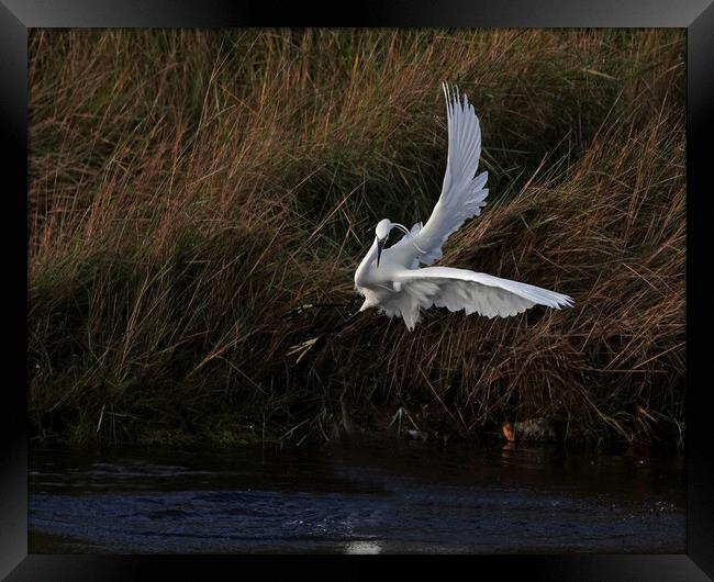 Little Egret in dramatic flight Framed Print by Trevor Coates
