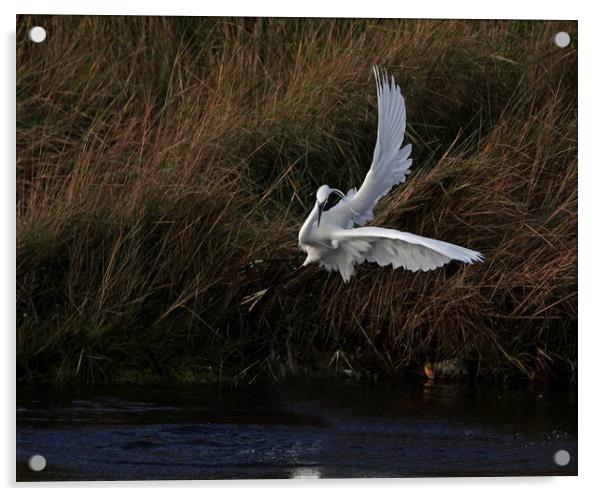 Little Egret in dramatic flight Acrylic by Trevor Coates
