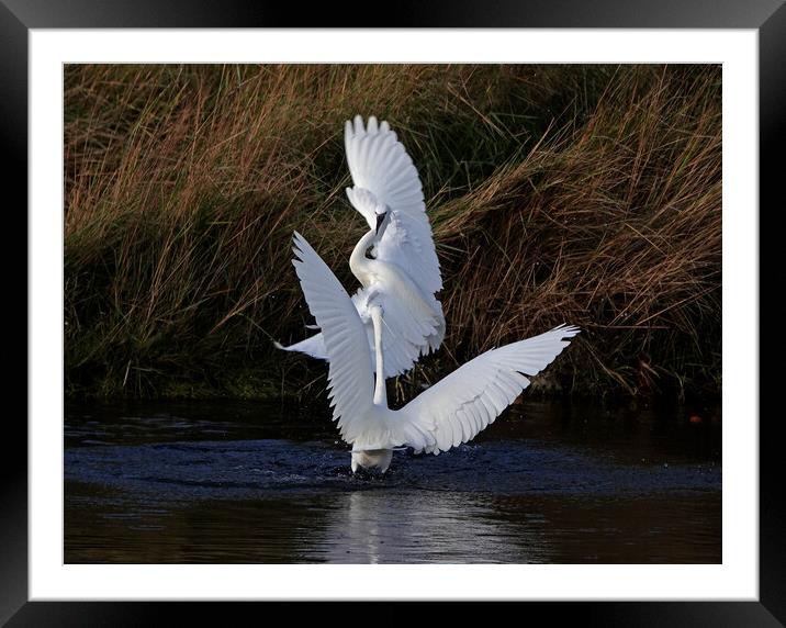 Little Egrets fighting Framed Mounted Print by Trevor Coates