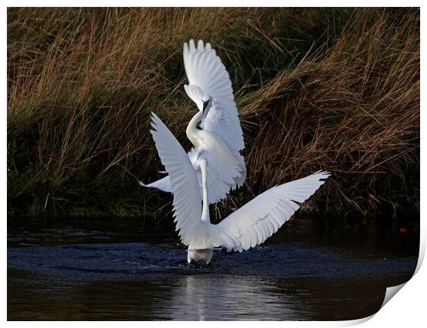 Little Egrets fighting Print by Trevor Coates