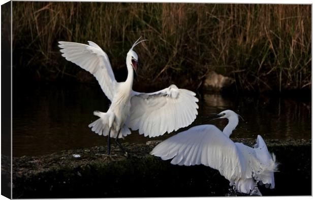 Little Egrets fighting Canvas Print by Trevor Coates
