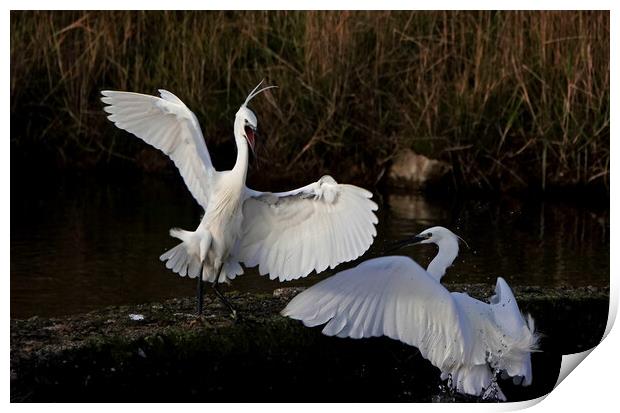 Little Egrets fighting Print by Trevor Coates