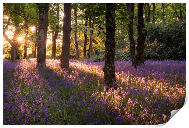 Bluebell Wood Print by David Semmens