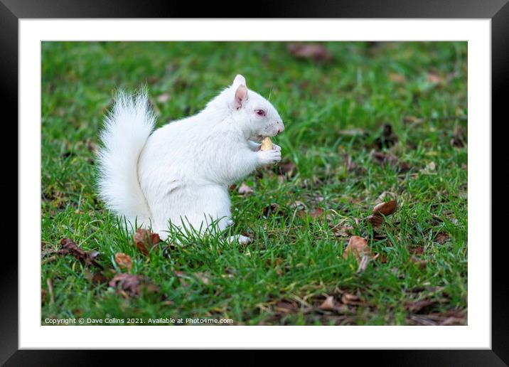 Albino Gray Squirrel / Albino Grey Squirrel Framed Mounted Print by Dave Collins