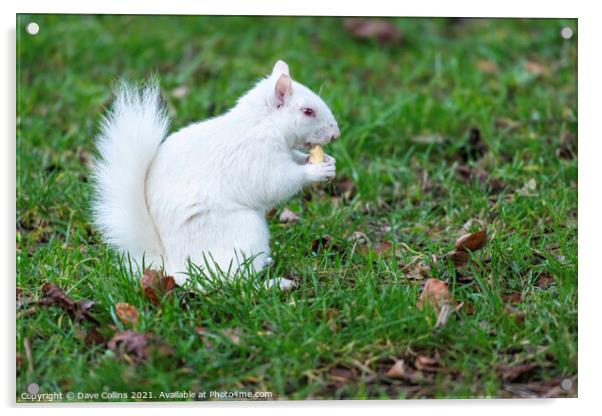 Albino Gray Squirrel / Albino Grey Squirrel Acrylic by Dave Collins