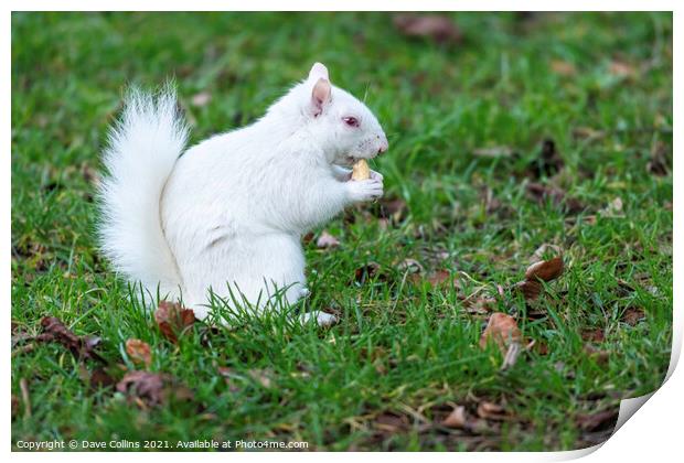 Albino Gray Squirrel / Albino Grey Squirrel Print by Dave Collins