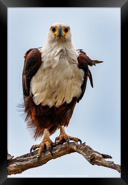 African Fish Eagle; Haliaeetus vocifer Framed Print by Steve de Roeck