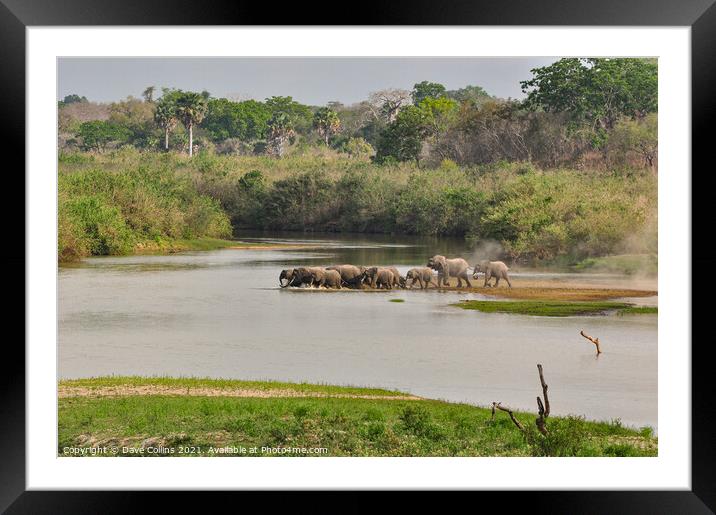 Elephant Crossing Framed Mounted Print by Dave Collins