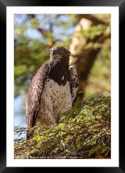 Martial Eagle; Polemaetus bellicosus Framed Mounted Print by Steve de Roeck