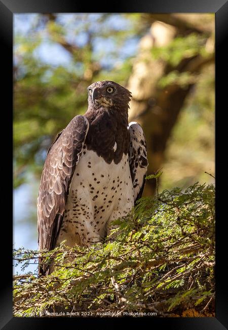 Martial Eagle; Polemaetus bellicosus Framed Print by Steve de Roeck