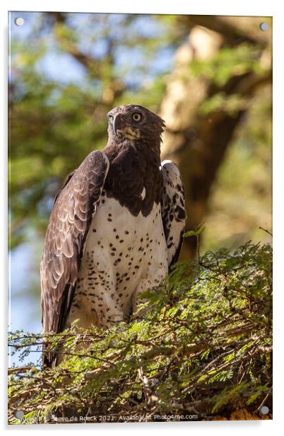 Martial Eagle; Polemaetus bellicosus Acrylic by Steve de Roeck