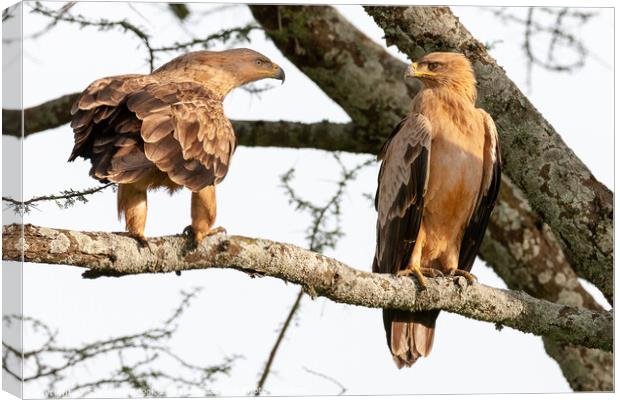 A pair of Tawny Eagles Greet Each Other. Canvas Print by Steve de Roeck