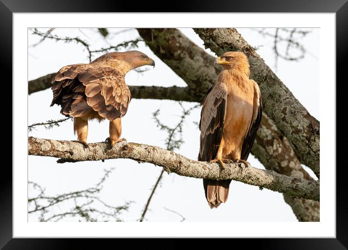 A pair of Tawny Eagles Greet Each Other. Framed Mounted Print by Steve de Roeck