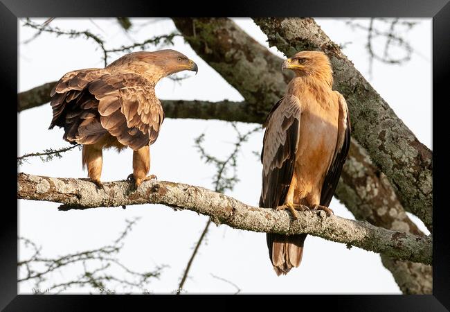 A pair of Tawny Eagles Greet Each Other. Framed Print by Steve de Roeck