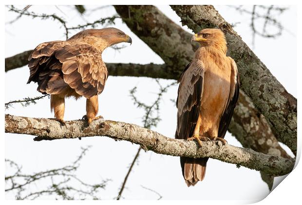 A pair of Tawny Eagles Greet Each Other. Print by Steve de Roeck