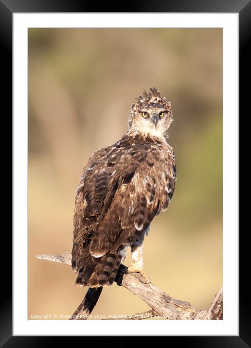 Tawney Eagle Youngster Framed Mounted Print by Steve de Roeck