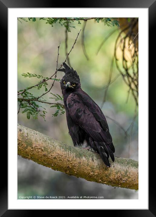 Long Crested Eagle; Lophaetus occipitalis Framed Mounted Print by Steve de Roeck