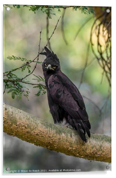 Long Crested Eagle; Lophaetus occipitalis Acrylic by Steve de Roeck