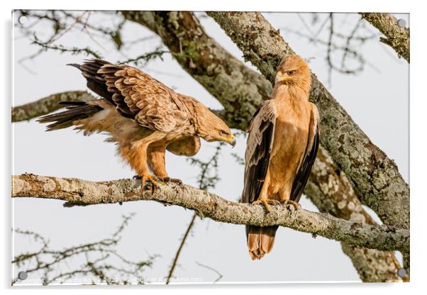 Tawny Eagle Courtship Acrylic by Steve de Roeck