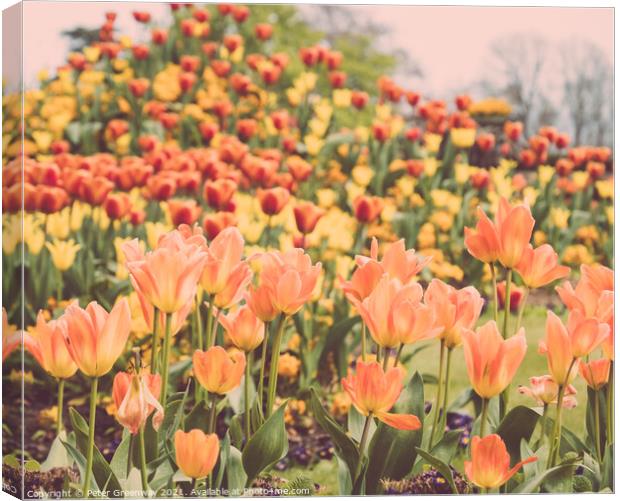 Giant Orange Tulips In Full Bloom In The Parterre  Canvas Print by Peter Greenway