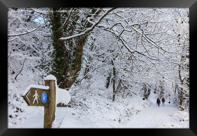 A Walk in Winter Woodland Snow Framed Print by Pearl Bucknall