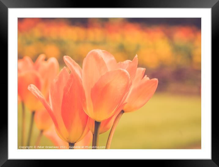 Giant Orange Tulips In Full Bloom In The Parterre  Framed Mounted Print by Peter Greenway