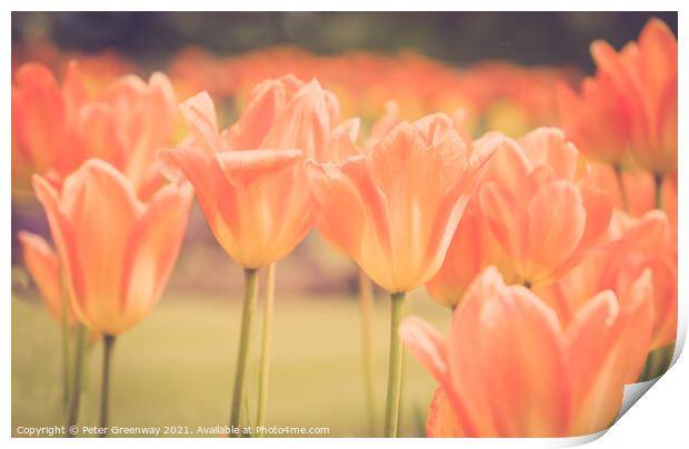 Giant Orange Tulips In Full Bloom In The Parterre  Print by Peter Greenway
