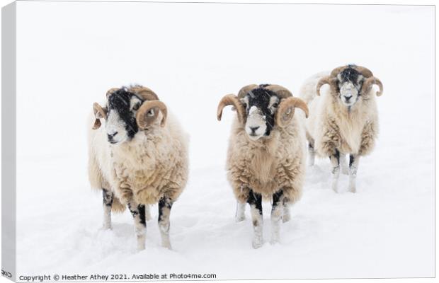 Swaledale Rams in Snow Canvas Print by Heather Athey