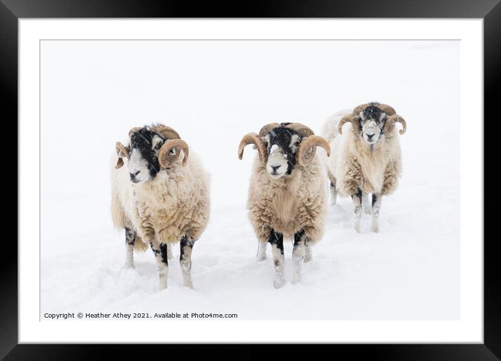 Swaledale Rams in Snow Framed Mounted Print by Heather Athey