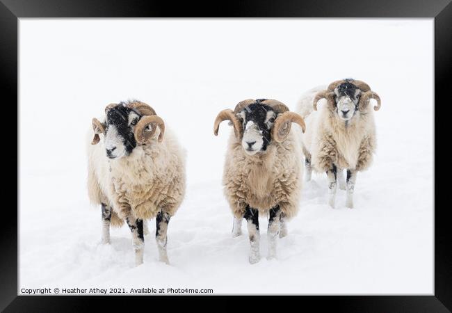 Swaledale Rams in Snow Framed Print by Heather Athey