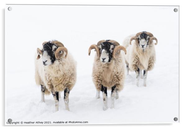 Swaledale Rams in Snow Acrylic by Heather Athey