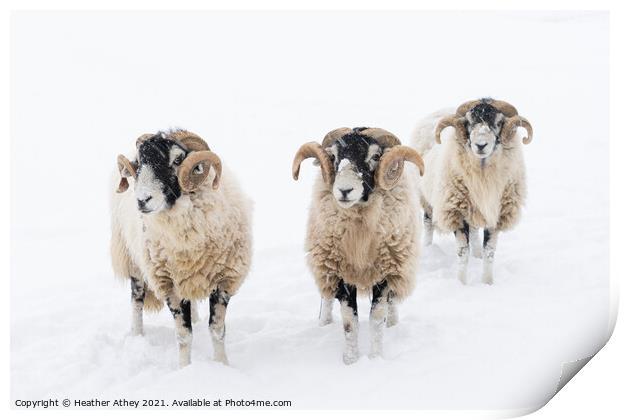 Swaledale Rams in Snow Print by Heather Athey