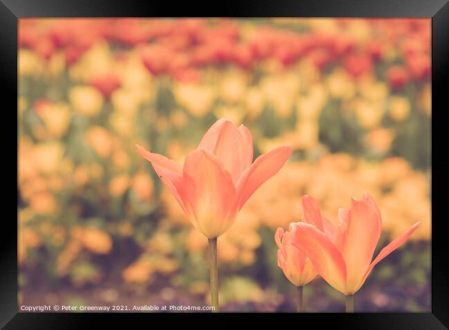 Giant Orange Tulips In Full Bloom In The Parterre  Framed Print by Peter Greenway
