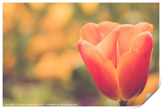 Giant Orange Tulips In Full Bloom In The Parterre  Print by Peter Greenway