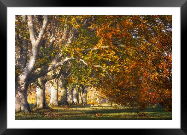 Autumnal Beech Trees Framed Mounted Print by David Semmens