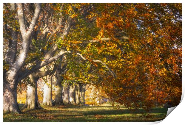 Autumnal Beech Trees Print by David Semmens