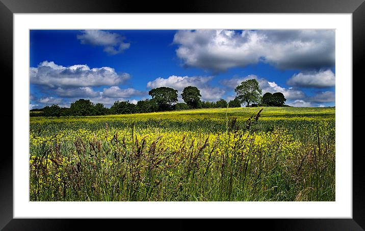 Yellow Field Scenery Framed Mounted Print by Kevin Carr
