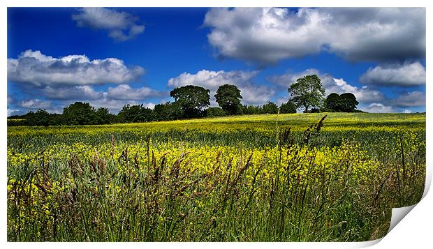 Yellow Field Scenery Print by Kevin Carr