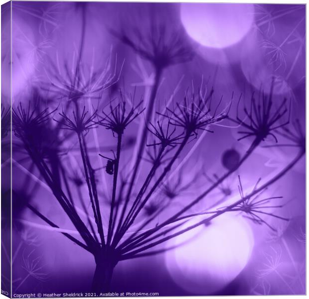 Purple Meadowsweet Canvas Print by Heather Sheldrick