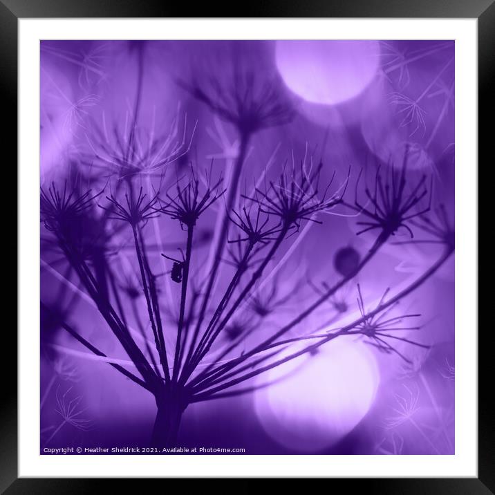Purple Meadowsweet Framed Mounted Print by Heather Sheldrick
