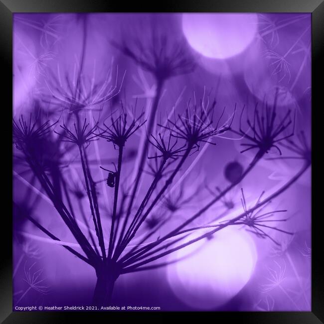 Purple Meadowsweet Framed Print by Heather Sheldrick