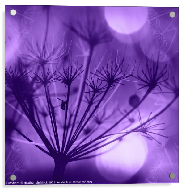 Purple Meadowsweet Acrylic by Heather Sheldrick